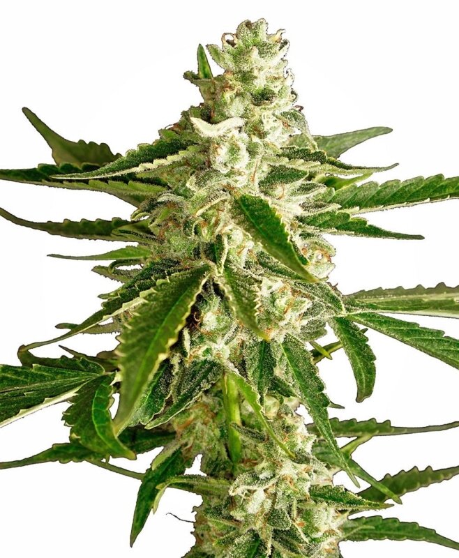 5 UND FEM - WHITE DIESEL HAZE AUTO WHITE LABEL