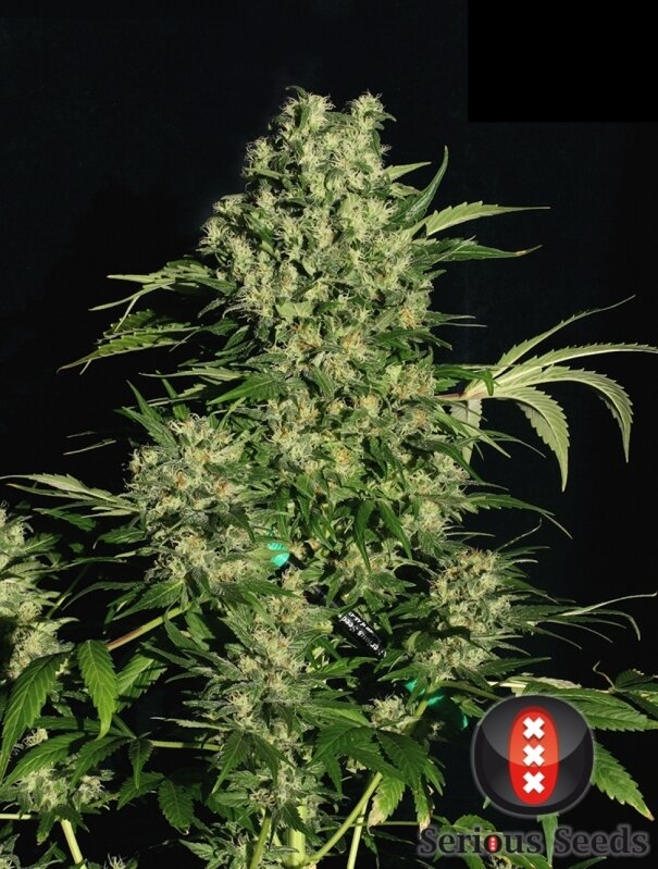6 UND FEM - CHRONIC