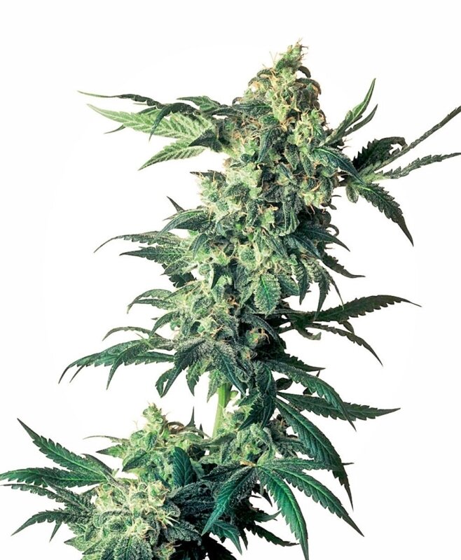 10 UND FEM - NORTHERN LIGHTS