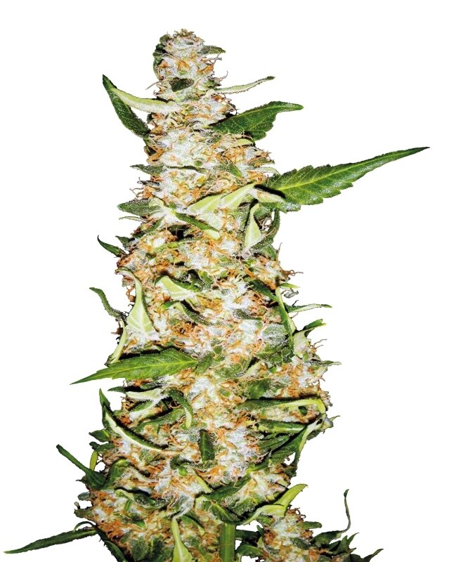 10 UND FEM - SKUNK Nº 1 AUTOMATIC