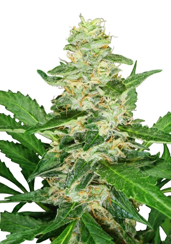 3 UND FEM - SUPER SKUNK AUTOMATIC