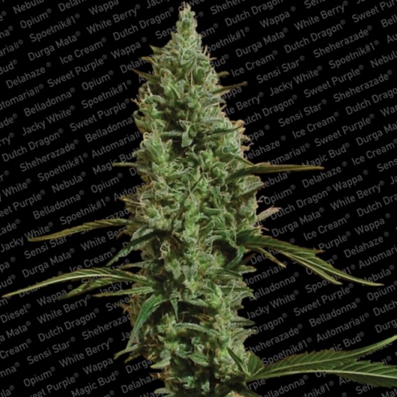 3 UND FEM - ATOMICAL HAZE