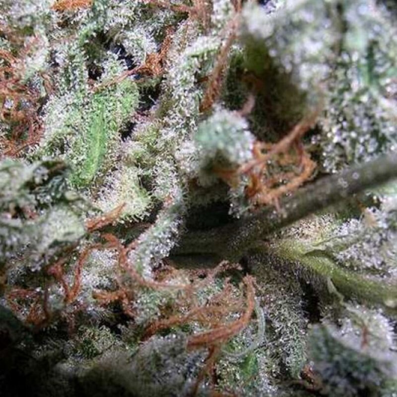 6 UND FEM - CHAMPIONS PACK INDICA