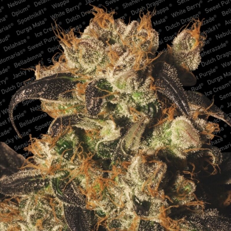 5 UND FEM - WHITE BERRY