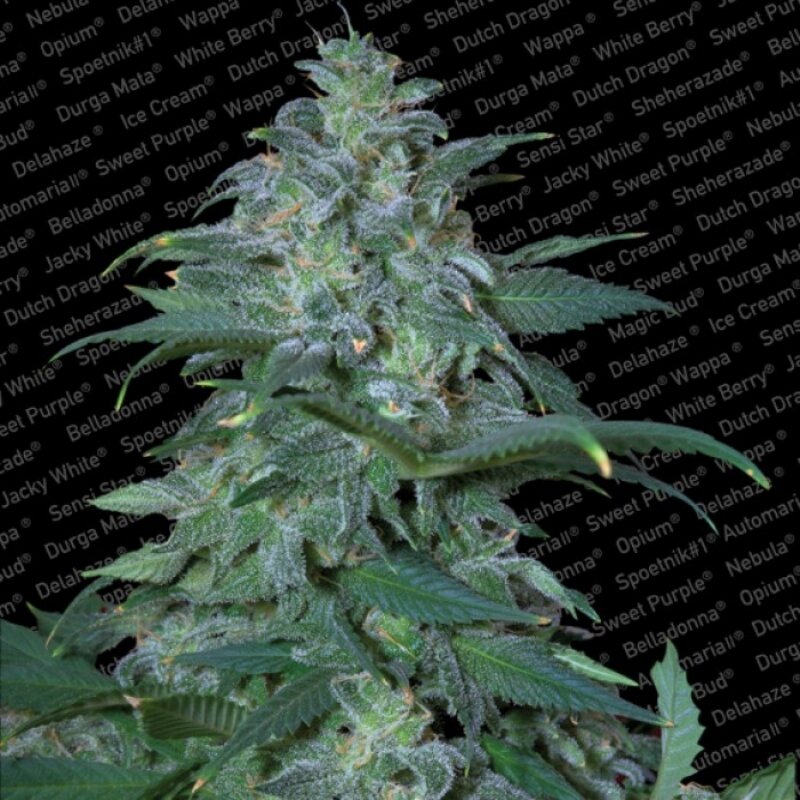 5 UND FEM - MAGIC BUD