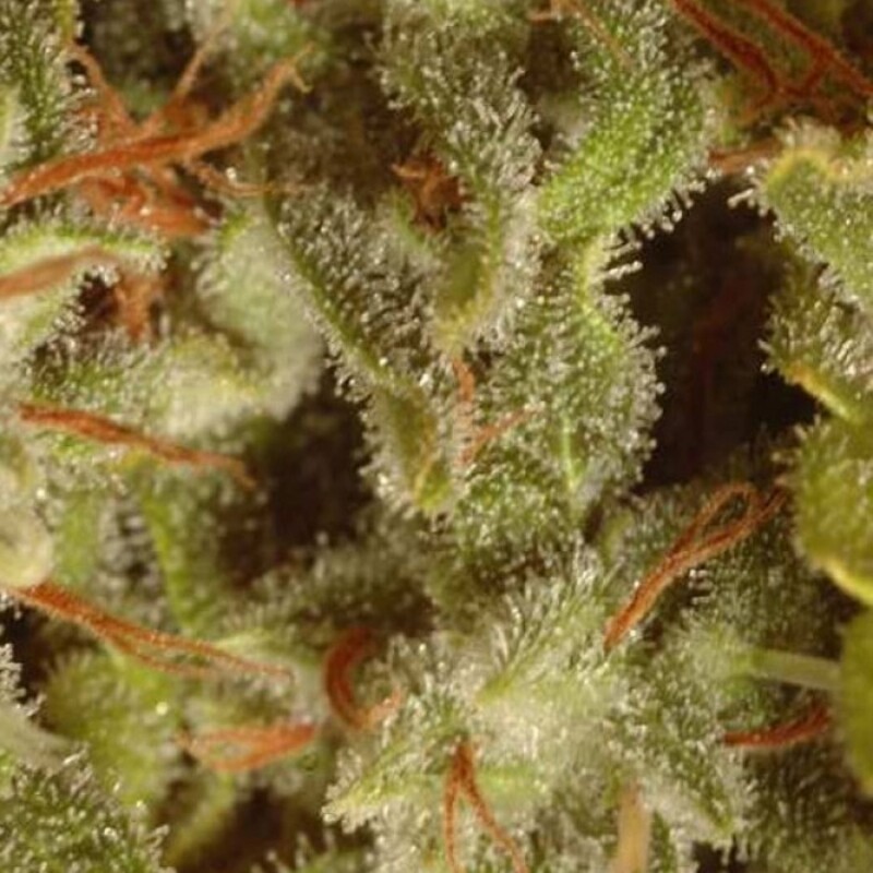 6 UND FEM - CHAMPIONS PACK SATIVA 6 UND FEM - CHAMPIONS PACK SATIVA
