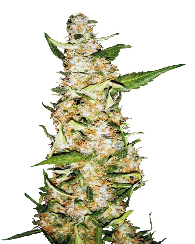 3 UND FEM - SKUNK Nº 1 AUTOMATIC 3 UND FEM - SKUNK Nº 1 AUTOMATIC