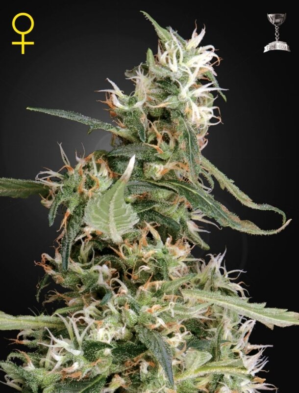 3 UND FEM - ARJAN'S ULTRA HAZE #1