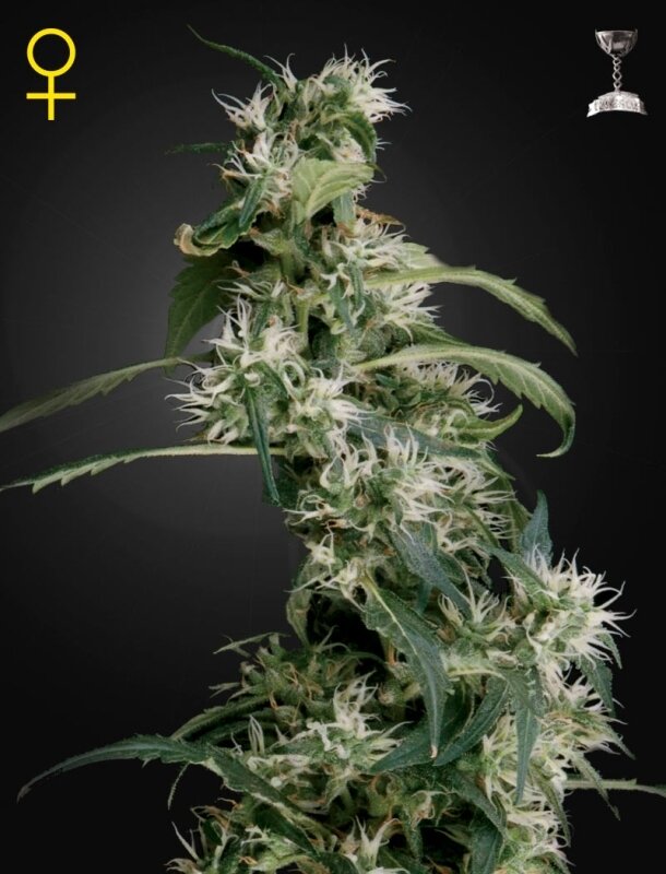 3 UND FEM - ARJAN'S ULTRA HAZE #2