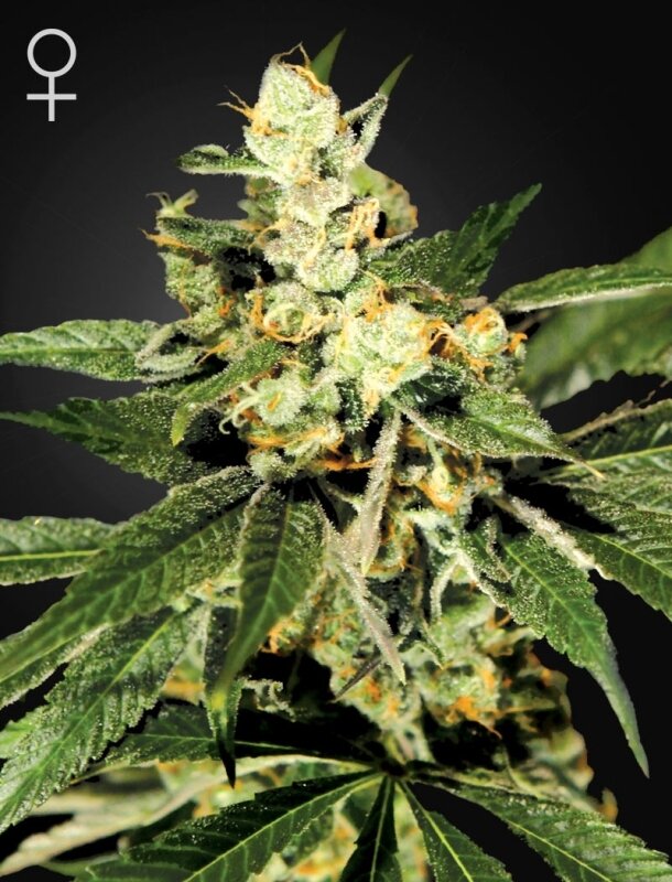 3 UND FEM - TRAINWRECK