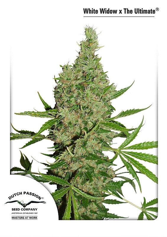 10 UND REG - WHITE WIDOW X THE ULTIMATE