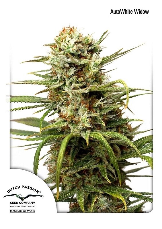 7 UND FEM - AUTO WHITE WIDOW  (AUTOFLORECIENTE)