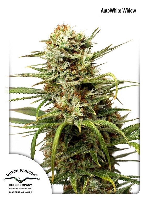 3 UND FEM - AUTO WHITE WIDOW (AUTOFLORECIENTE)