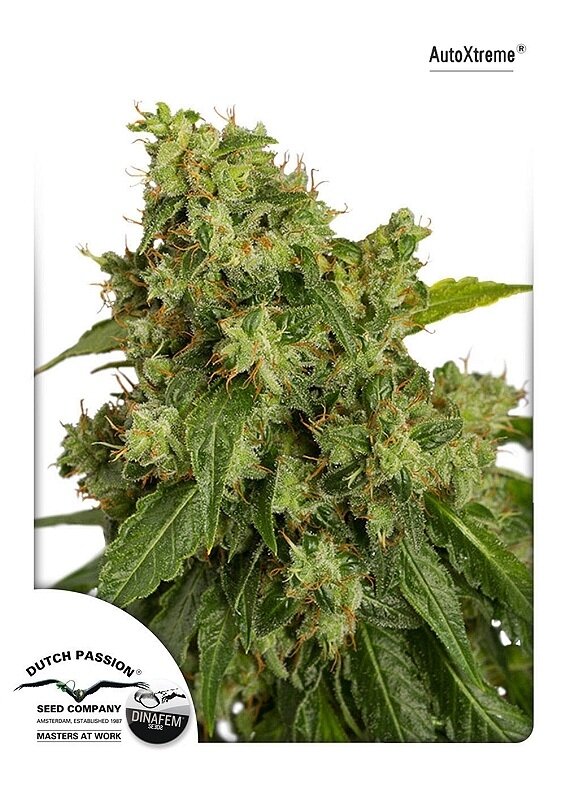 3 UND FEM - AUTO XTREME (AUTOFLORECIENTE)