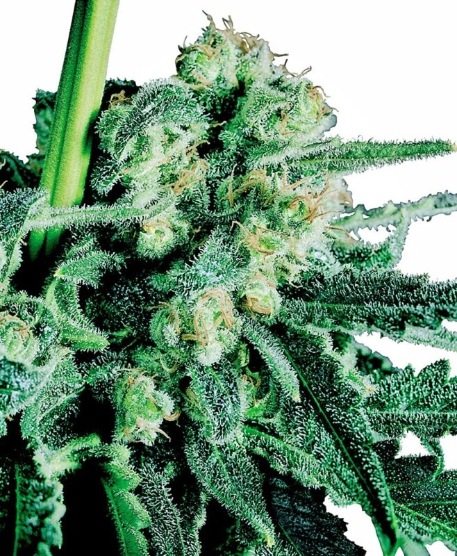 10 UND FEM - SENSI SKUNK