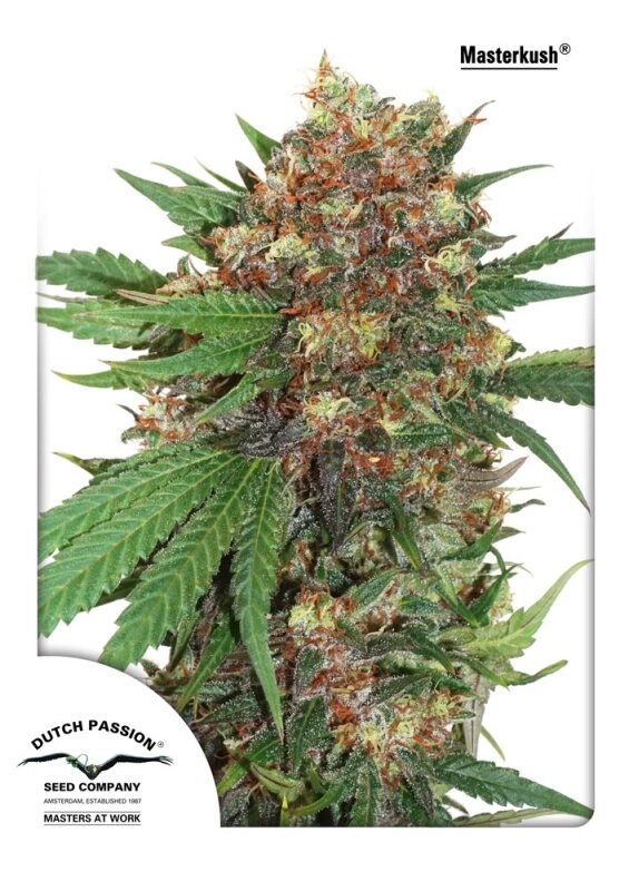 3 UND FEM - MASTER KUSH