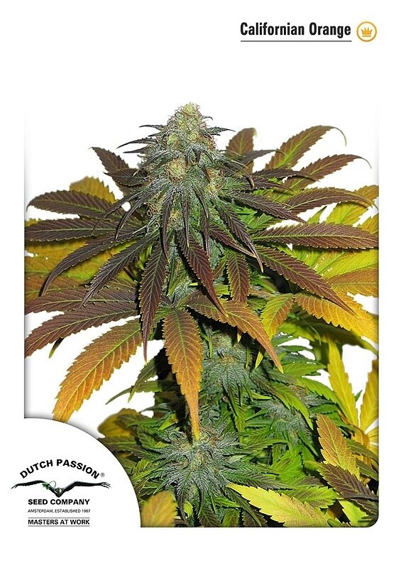 3 UND FEM - CALIFORNIAN ORANGE