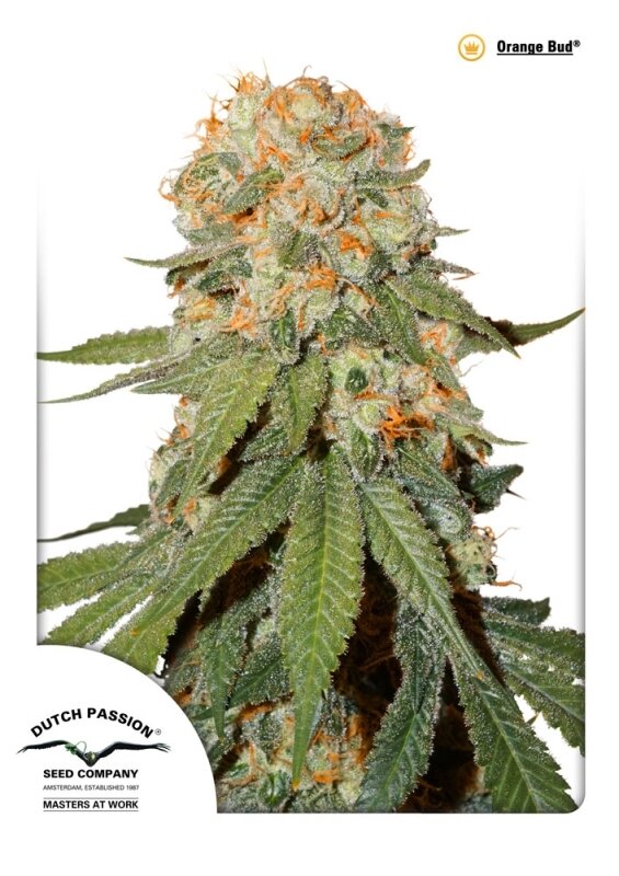 3 UND FEM - ORANGE BUD