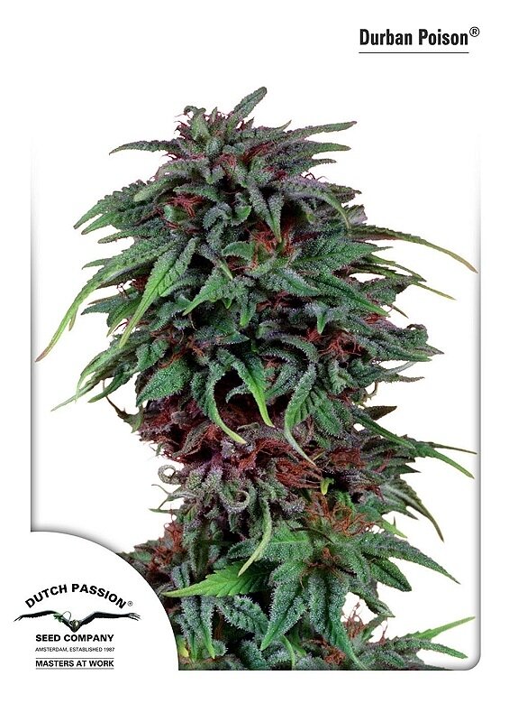 3 UND FEM - DURBAN POISON