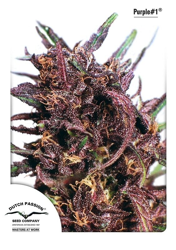 3 UND FEM - PURPLE #1