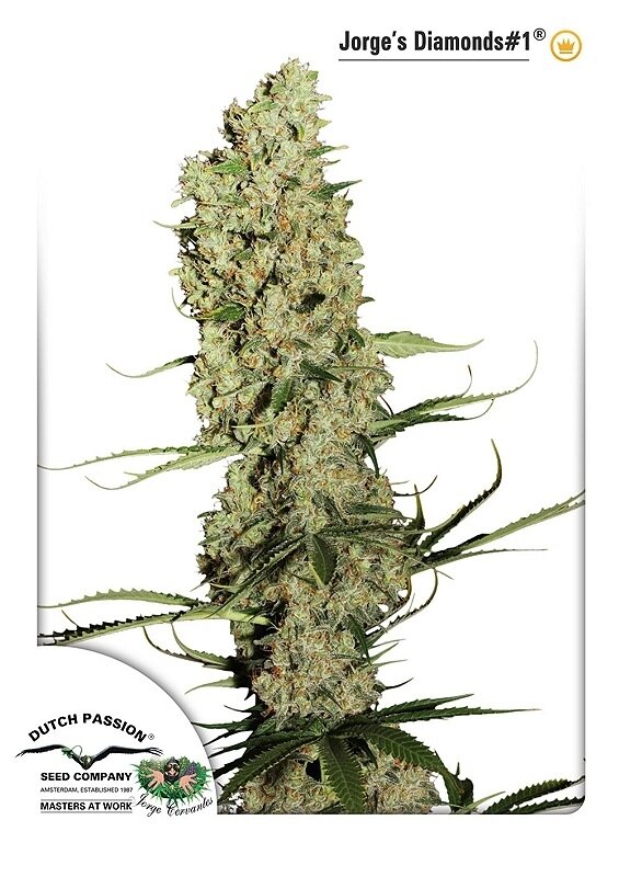 10 UND FEM - JORGE'S DIAMONDS #1 ®