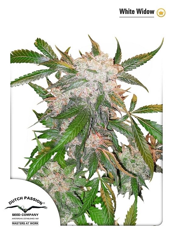 10 UND FEM - WHITE WIDOW