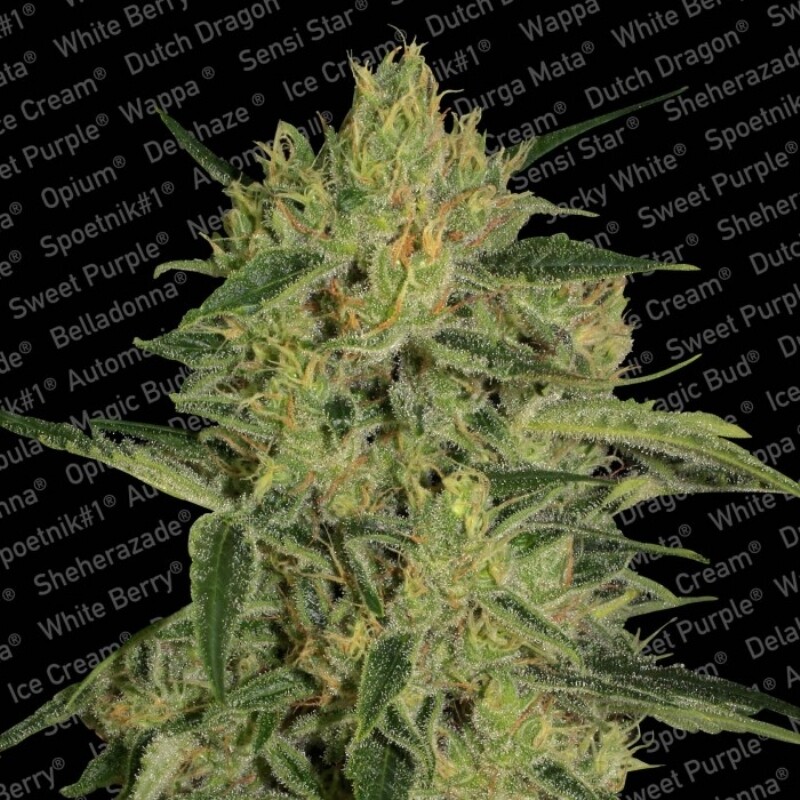 5 UND FEM - NEBULA II CBD
