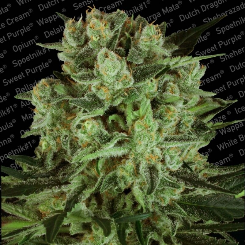 10 UND FEM - DURGA MATA II CBD