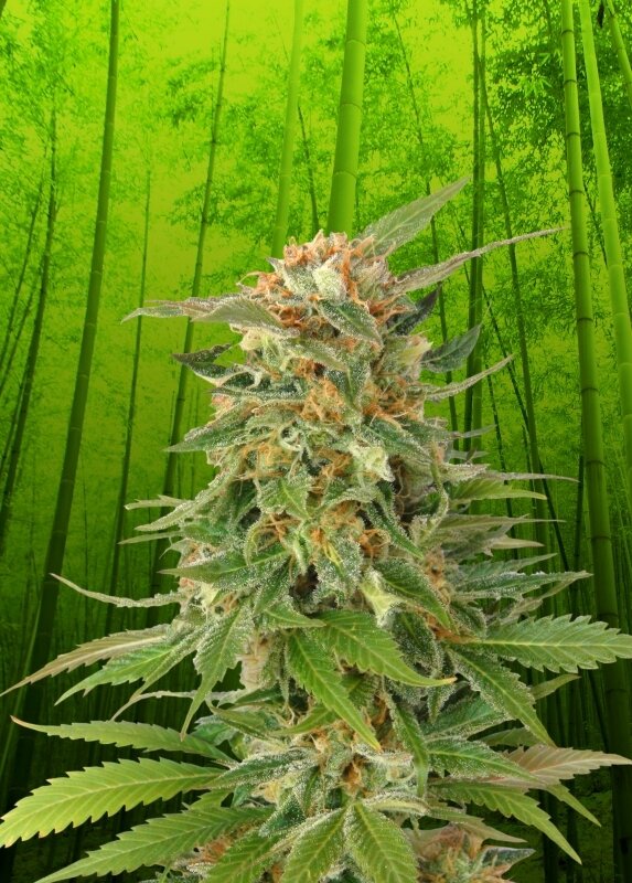 3 UND FEM - GINGER PUNCH AUTO