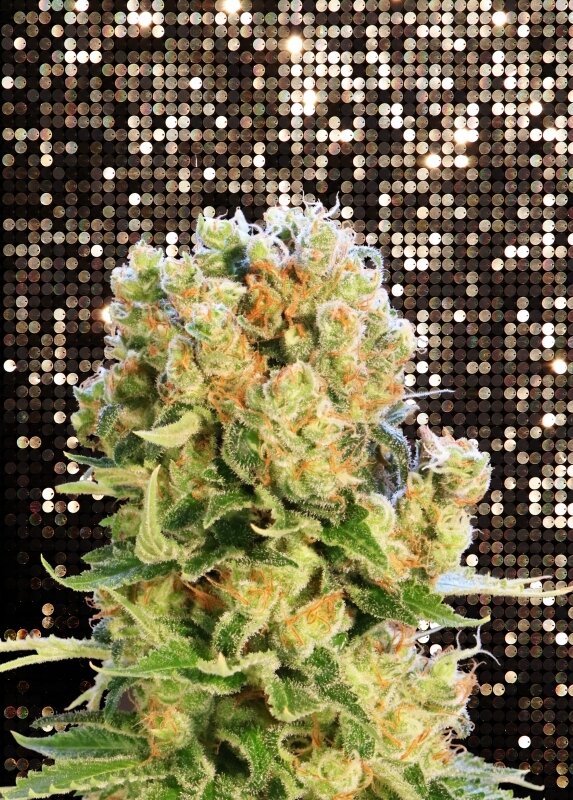 3 UND FEM - DIESEL GLUE