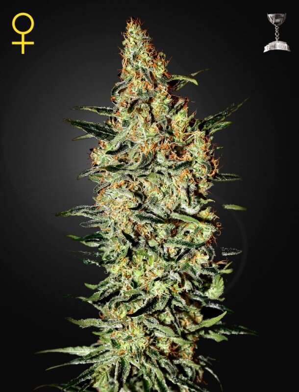10 UND FEM - NEVILLE'S HAZE