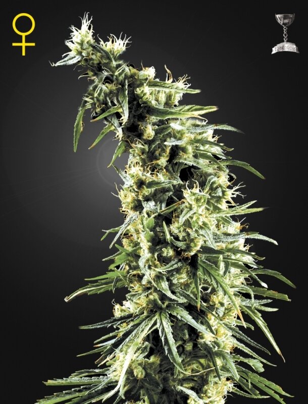 5 UND FEM - HAWAIIAN SNOW