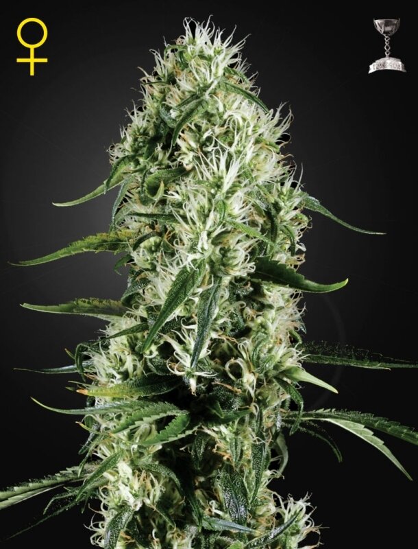 10 UND FEM - SUPER SILVER HAZE