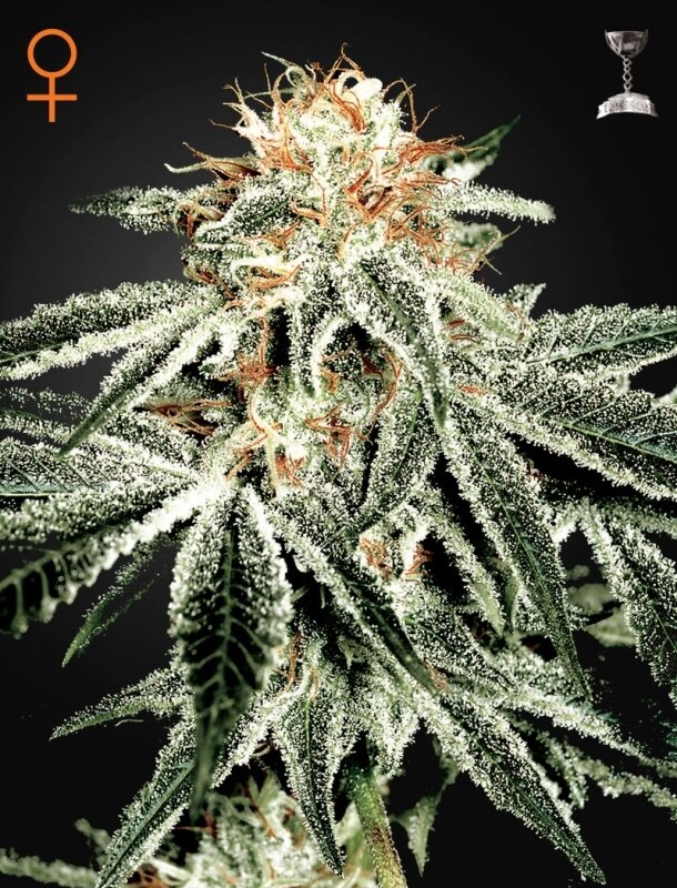 10 UND FEM - WHITE WIDOW