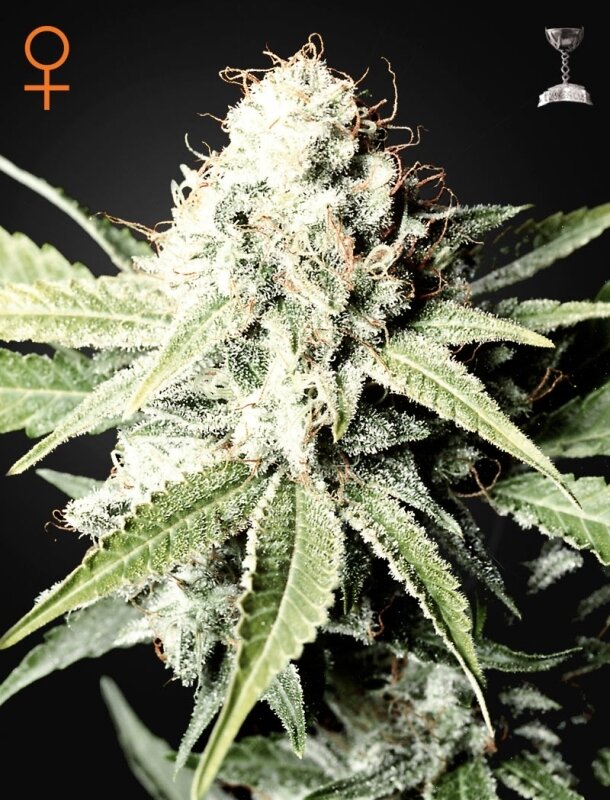 5 UND FEM - GREAT WHITE SHARK