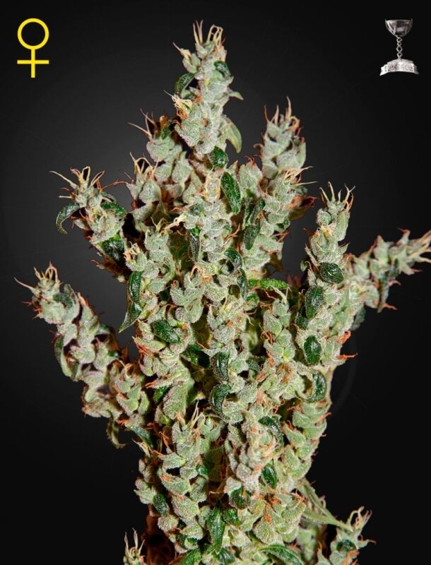10 UND FEM - NL5 HAZE MIST