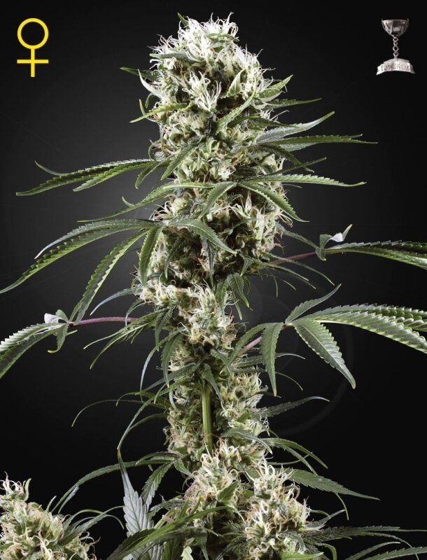 10 UND FEM - SUPER LEMON HAZE