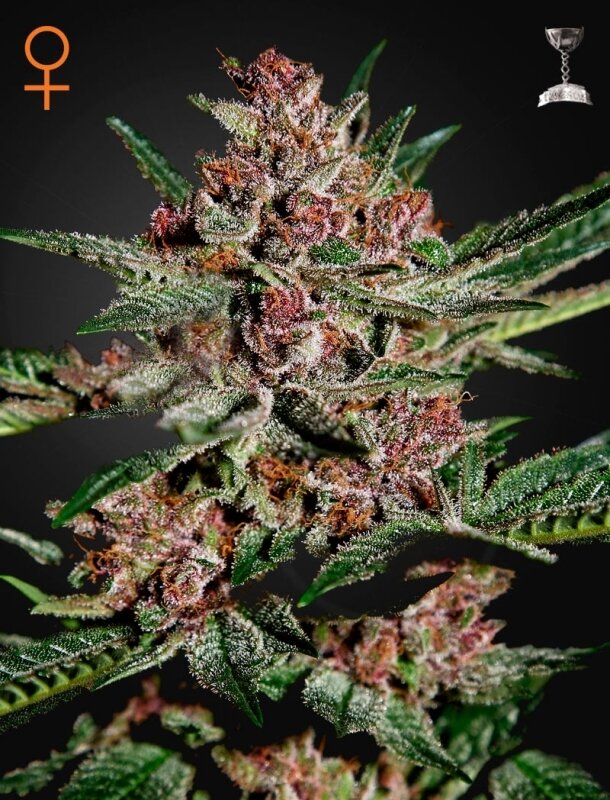 5 UND FEM - BUBBA KUSH