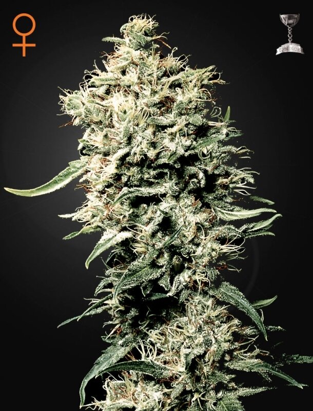3 UND FEM - WHITE RHINO