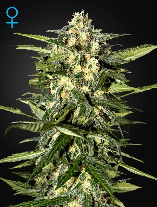 10 UND FEM - JACK HERER AUTO