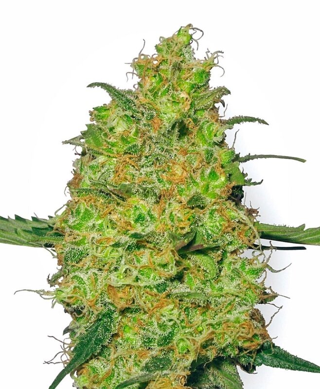 3 UND FEM - MASTER KUSH