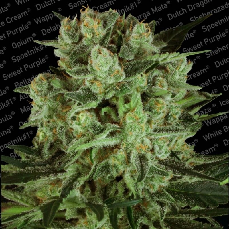 10 UND FEM - DURGA MATA II CBD