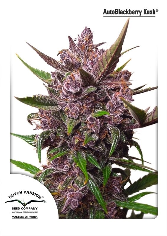 3 UND FEM - AUTO BLACKBERRY KUSH (AUTOFLORECIENTE)