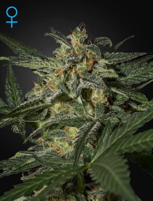 5 UND FEM - WHITE WIDOW AUTO