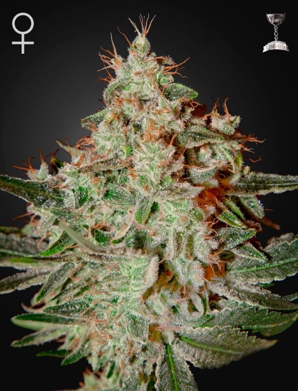 10 UND FEM - LEMON SKUNK