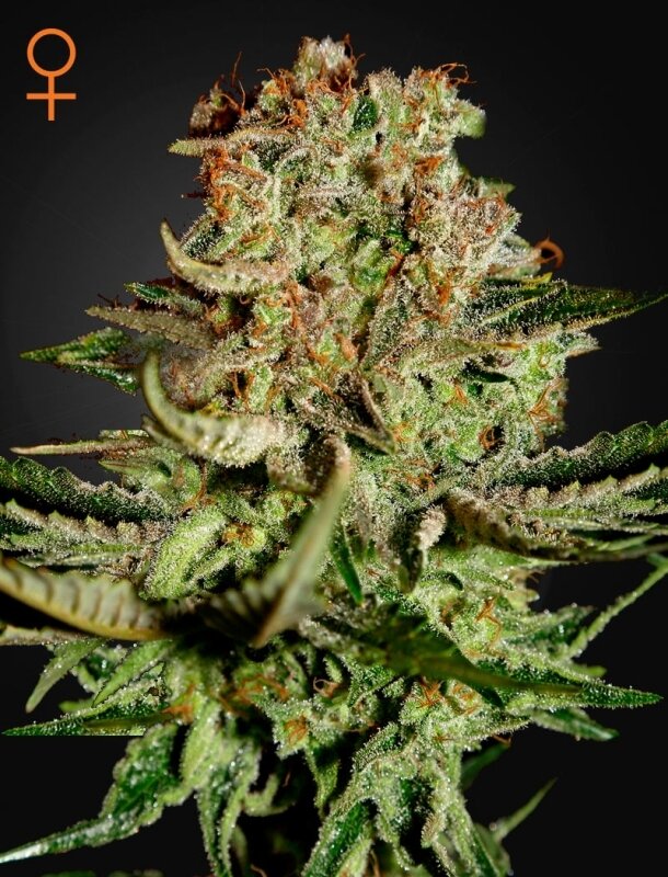 5 UND FEM - SUPER BUD