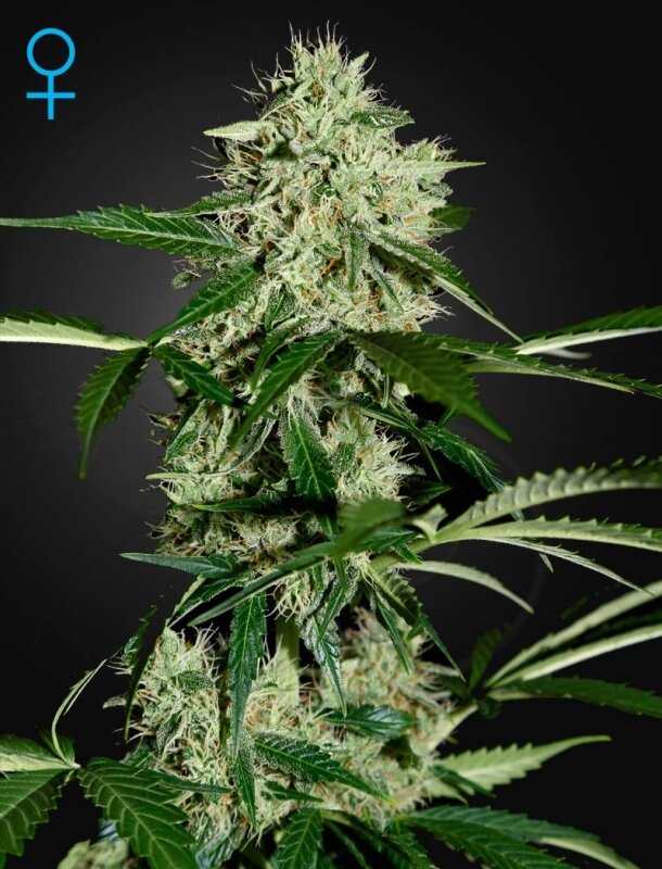 5 UND FEM - NORTHERN LIGHTS AUTOFLOWERING