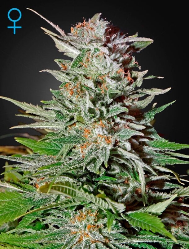 5 UND FEM - SUPER LEMON HAZE AUTO