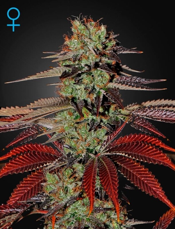 10 UND FEM - KINGS KUSH AUTO