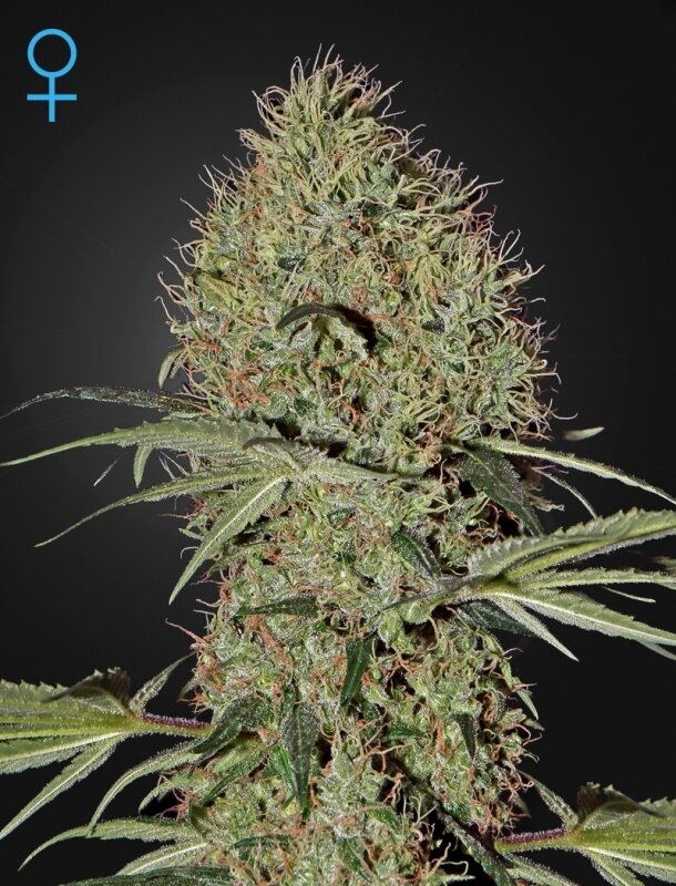 10 UND FEM - SUPER BUD AUTO